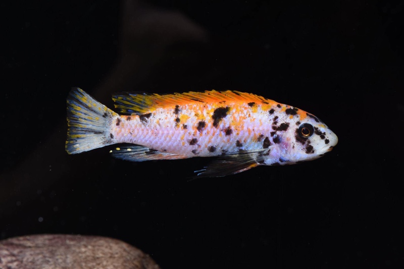 Labeotropheus trewavasae 'Mitande Reef (Rocks)'